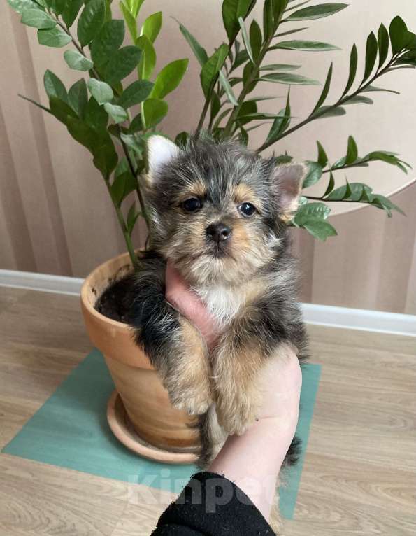 Собаки в Москве: Крупный йорк мраморный мальчик весёлый Мальчик, 50 000 руб. - фото 8