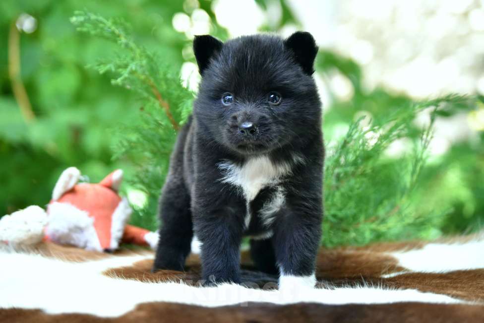 Собаки в Москве: Ненецкая оленегонная лайка, сука Ени-Кижи. Девочка, 60 000 руб. - фото 6