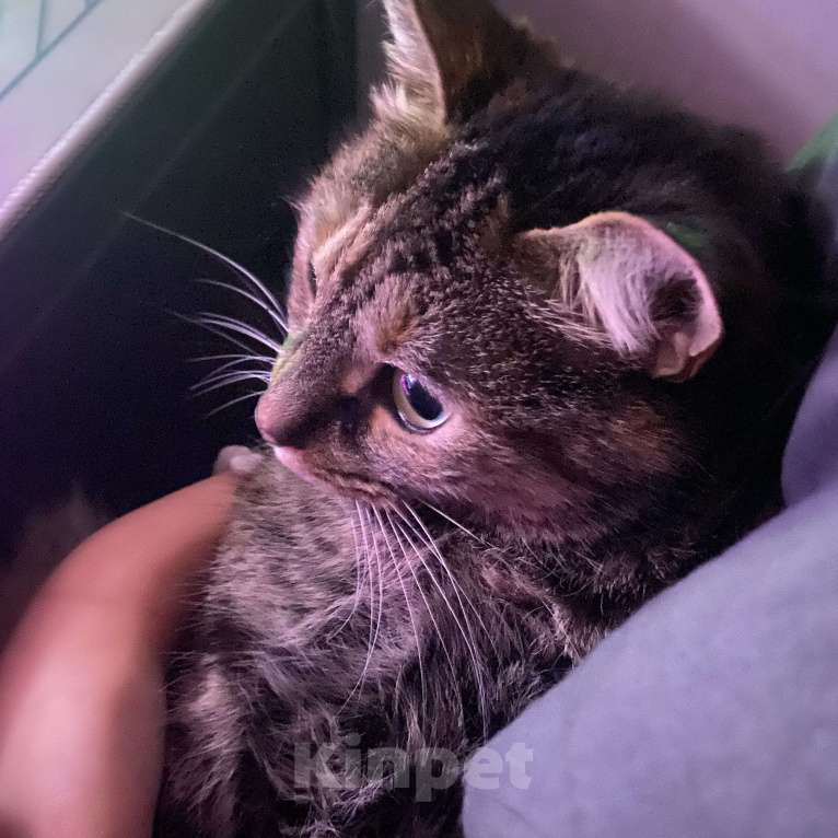 Кошки в Санкт-Петербурге: Кошка в добрые руки Девочка, Бесплатно - фото 7