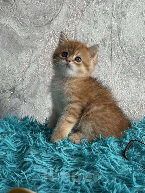 Кошки в Москве: Шотландские котята Девочка, Бесплатно - фото 3