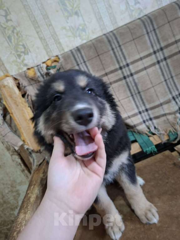 Собаки в Ногинске: Малыш Мальчик, Бесплатно - фото 1