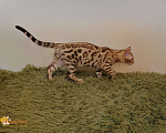 Кошки в Москве: Снежный бенгальский котенок Мальчик, 35 000 руб. - фото 3