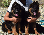Собаки в Горячем Ключе: Немецкая овчарка, 25 000 руб. - фото 1