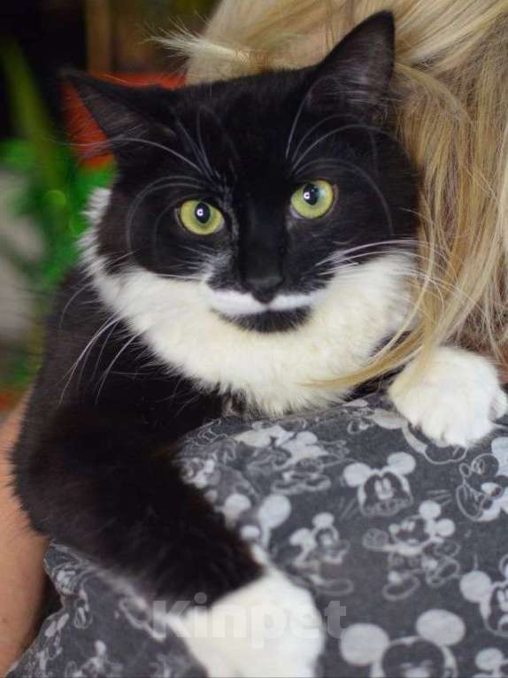 Кошки в Москве: Маркизу нужен надёжный дом Мальчик, Бесплатно - фото 2