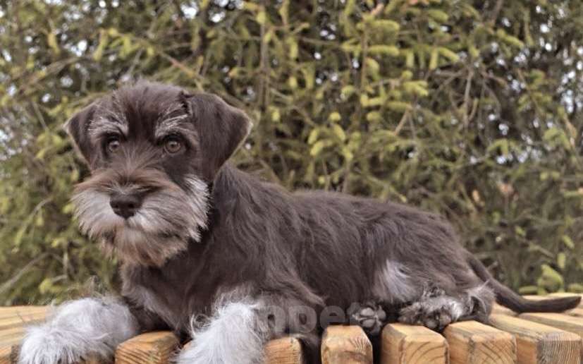 Собаки в Москве: Шоколадный щенок цвергшнауцера Девочка, Бесплатно - фото 1