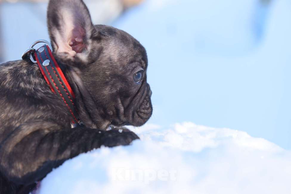 Собаки в Москве: Тигровая француженка Девочка, 40 000 руб. - фото 6