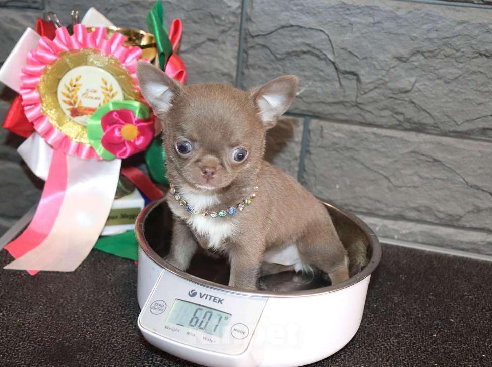 Собаки в Москве: Лиловая красотка чихуахуа Девочка, 100 000 руб. - фото 3