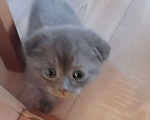 Кошки в Твери: Мальчик голубой вислоухий  Мальчик, 2 000 руб. - фото 2