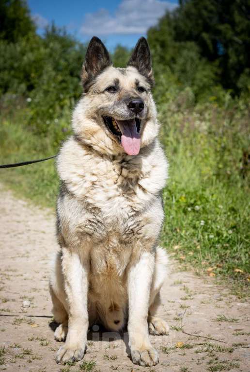 Собаки в Москве: Грэм, метис овчарки Мальчик, Бесплатно - фото 2