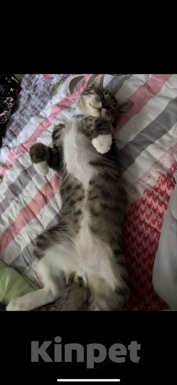 Кошки в Москве: Кот. Котик. Котенок.  Мальчик, Бесплатно - фото 4