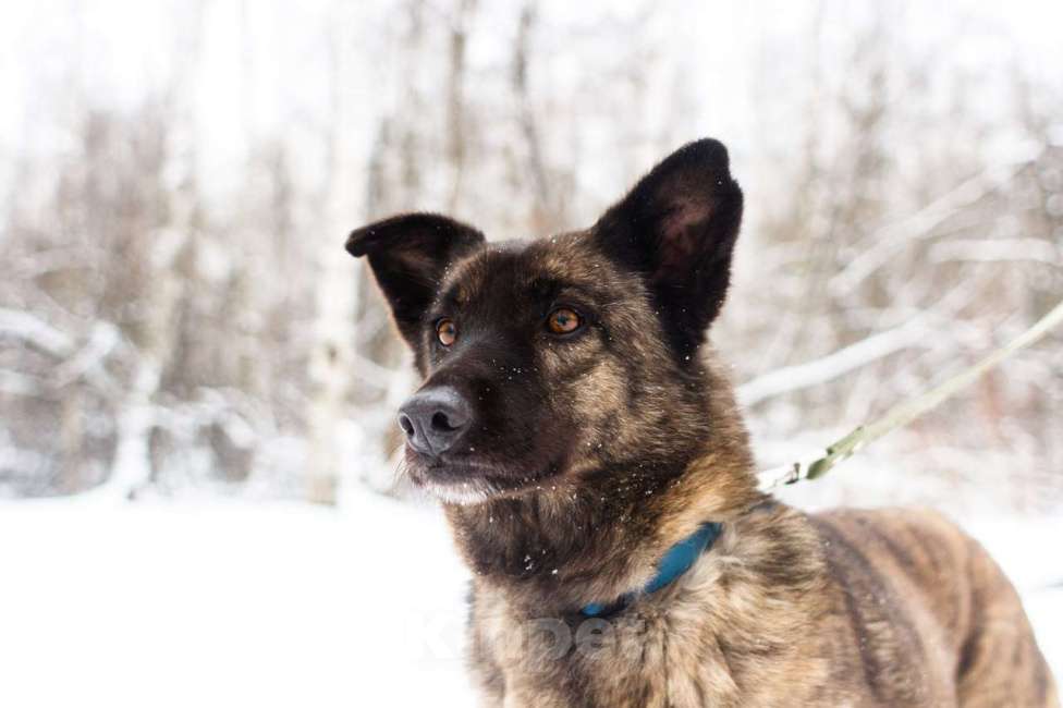Собаки в Москве: Тигра Девочка, Бесплатно - фото 4