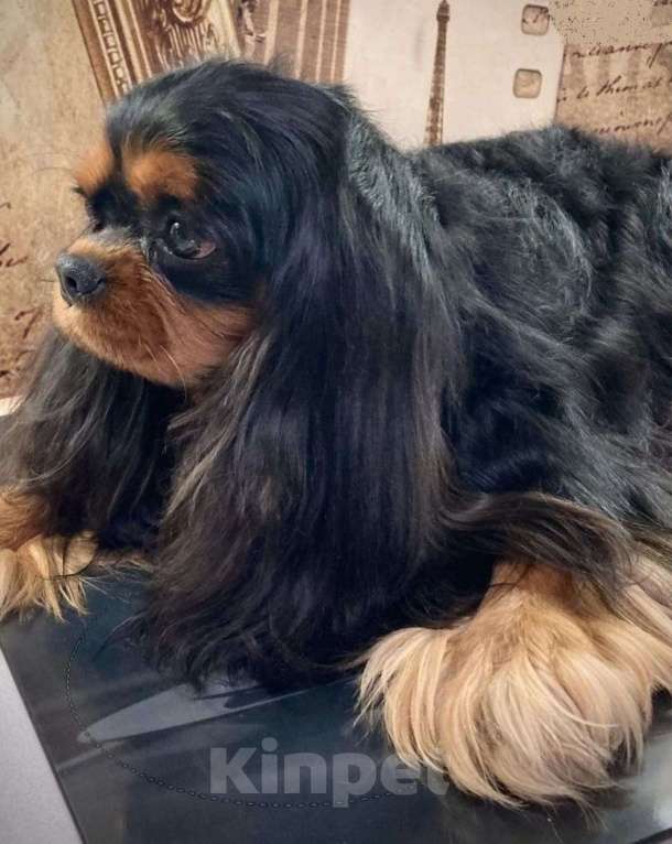 Собаки в других городах Московской области: Предлагаем вам стать владельцем щенка королевской породы Девочка, 80 000 руб. - фото 6