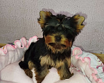 Собаки в Москве: Щенок Йоркширский терьер девочка РКФ Девочка, 75 000 руб. - фото 4