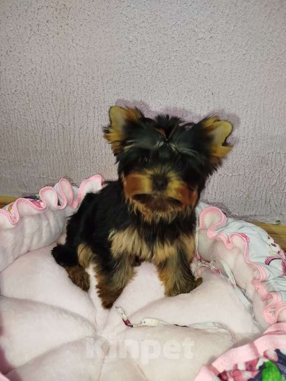 Собаки в Москве: Щенок Йоркширский терьер девочка РКФ Девочка, 75 000 руб. - фото 4