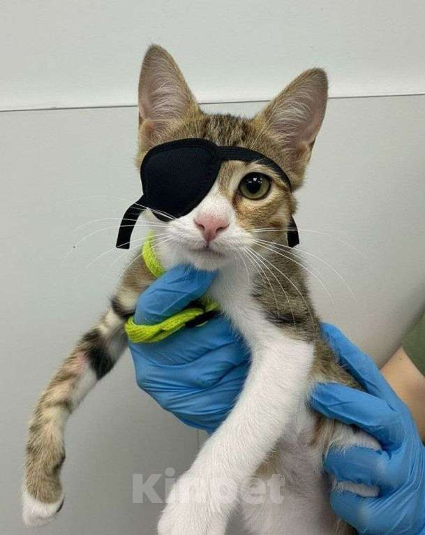 Кошки в Москве: Одноглазый котенок Кнопочка Девочка, Бесплатно - фото 1