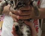 Кошки в Мытищах: Котики в добрые руки Девочка, Бесплатно - фото 1