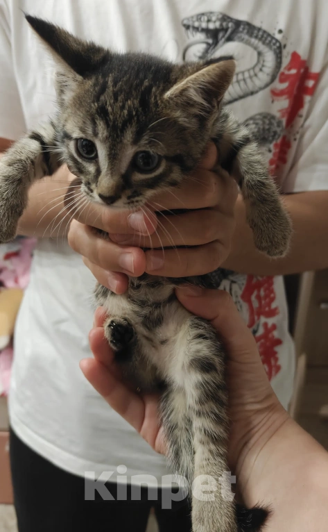Кошки в Мытищах: Котики в добрые руки Девочка, Бесплатно - фото 1