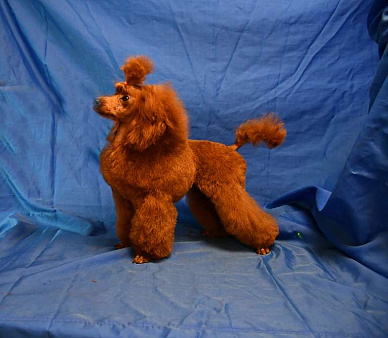 Той пуделя щенок  красная девочка ДЖЕНТЛИ БОРН ГЕРМИОНА