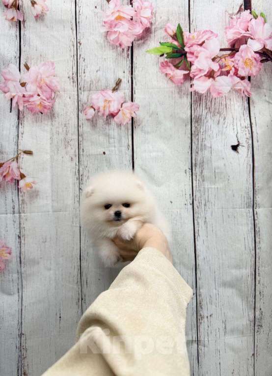 Собаки в Москве: Шикарный мальчик Мальчик, 30 000 руб. - фото 1