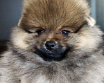 Собаки в Нижнем Новгороде: Шпиц Мальчик, 16 000 руб. - фото 4