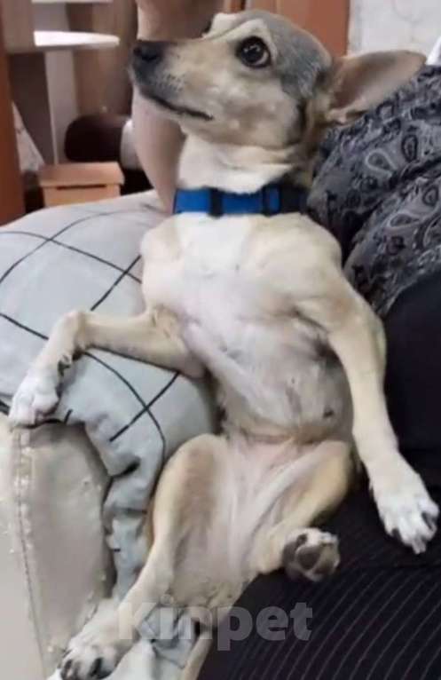 Собаки в Усолье-Сибирском: Потеряна собака Боня Девочка, 1 000 руб. - фото 2