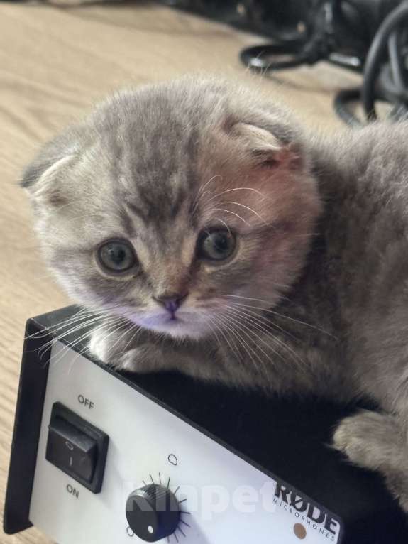 Кошки в других городах Московской области: Котёнок Вислоухий Шотландец Мальчик, 15 000 руб. - фото 1