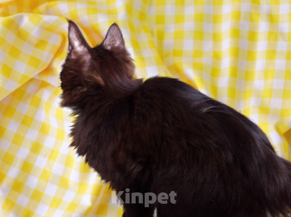 Кошки в Москве: 🧡  ( Персик )  –  Благодарный  и  спокойный  домашний  котёнок  –  в  заботливую  семью Мальчик, Бесплатно - фото 4