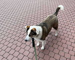 Собаки в Санкт-Петербурге: Пропала собака Мальчик, Бесплатно - фото 5