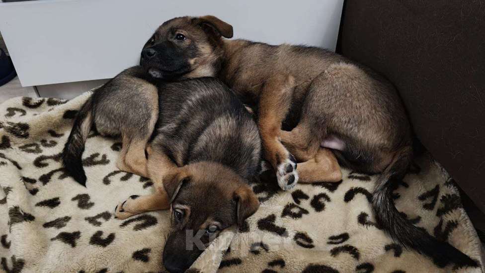 Собаки в Санкт-Петербурге: Малыши 3 месяца — найдены, ищут дом Девочка, Бесплатно - фото 5