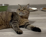 Кошки в Уфе: Кошка булочка в добрые руки Девочка, Бесплатно - фото 4