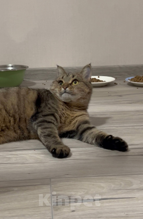 Кошки в Уфе: Кошка булочка в добрые руки Девочка, Бесплатно - фото 4