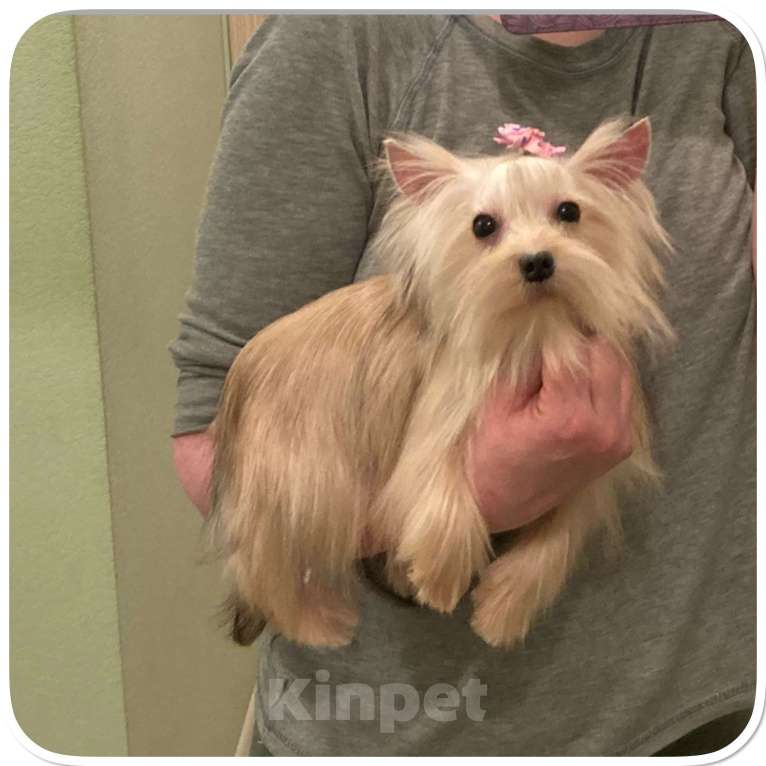 Собаки в Москве: Мини девочка йоркширского терьера золотая голддаст Девочка, 80 000 руб. - фото 6