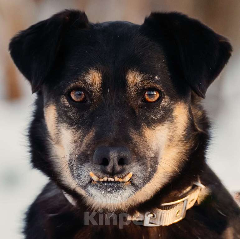Собаки в Москве: Клико Девочка, Бесплатно - фото 1