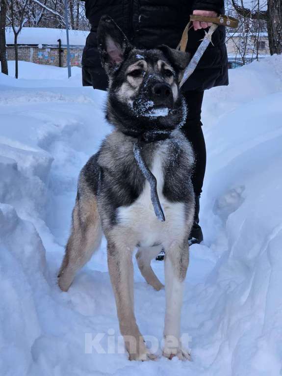 Собаки в Казани: Взрослая собака во двор Девочка, Бесплатно - фото 3