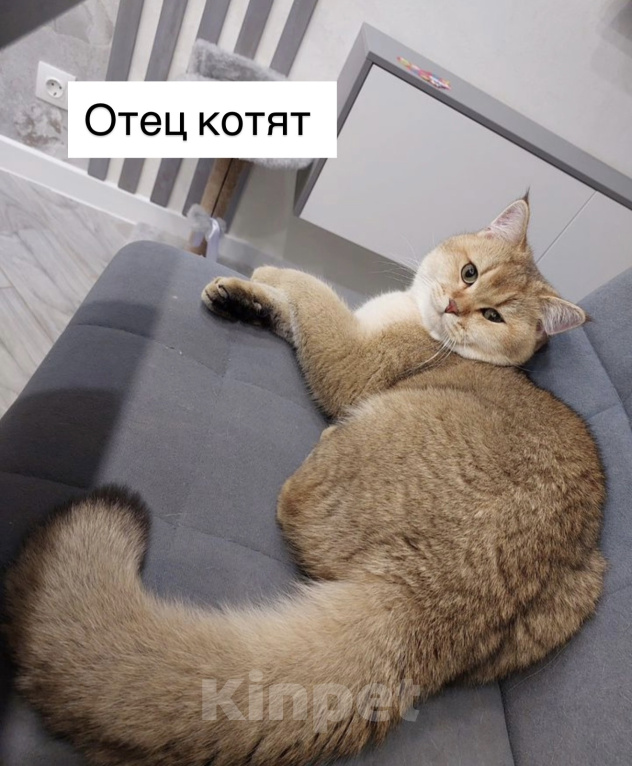 Кошки в Владимире: Британские шиншиллы (котята, окрас черное золото ny25) Мальчик, 24 000 руб. - фото 9