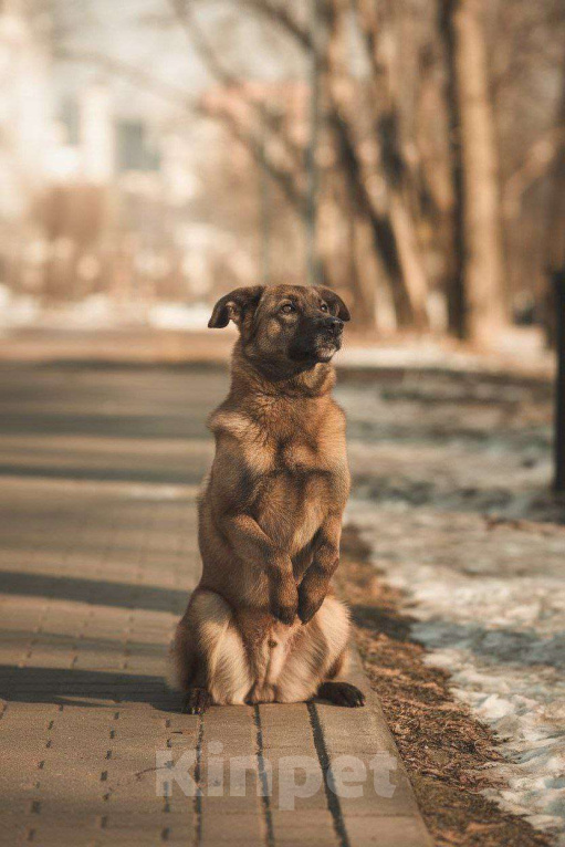 Собаки в Москве: Флая – преданная душа, пережившая предательство Девочка, Бесплатно - фото 5