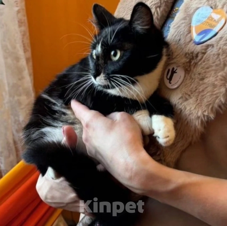 Кошки в Москве: Маркизу чудом спасли от живодеров, теперь ей нужен дом Девочка, Бесплатно - фото 4