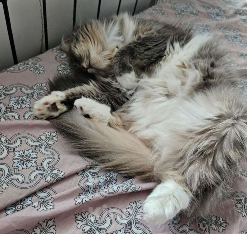 Кошки в Ковровом: Отдам кошку мышеловку в добрые руки Девочка, Бесплатно - фото 3