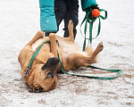 Собаки в Санкт-Петербурге: Ласковый, отзывчивый и очень милый пёс Мальчик, Бесплатно - фото 6