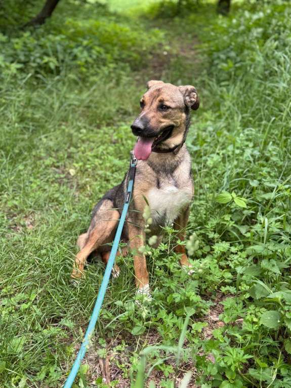 Собаки в Москве: Харви Мальчик, Бесплатно - фото 3