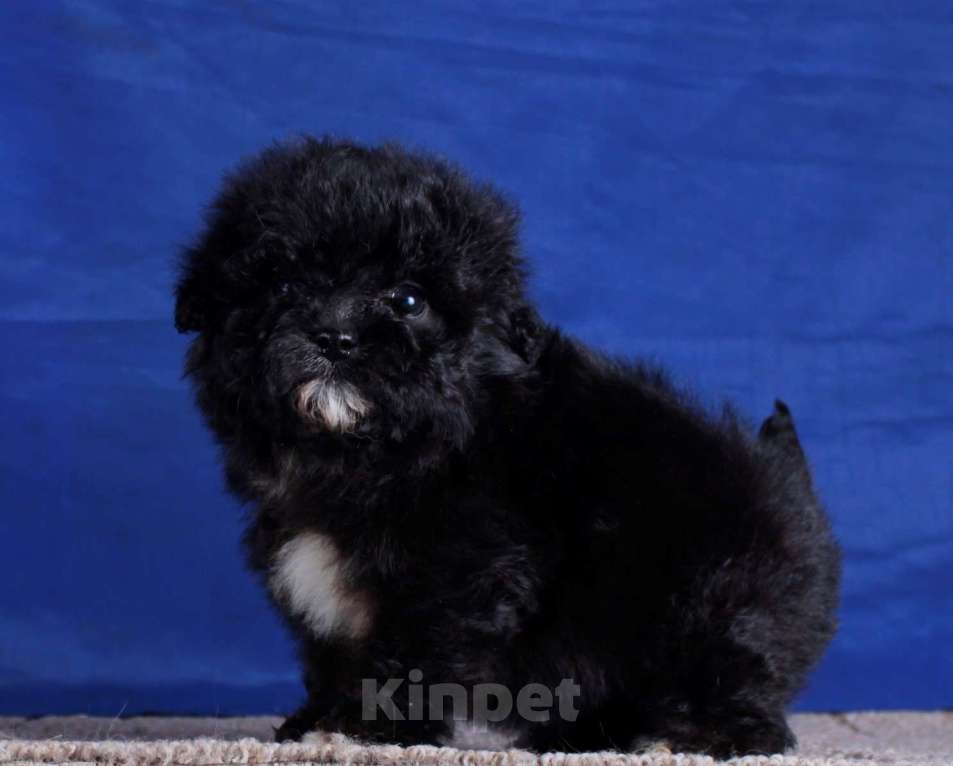 Собаки в Москве: мальтипу мини и микро, бэби фейс Мальчик, 100 000 руб. - фото 4