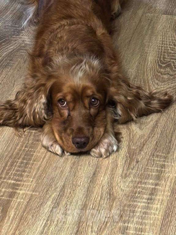 Собаки в Москве: Малышка Латта ищет новый дом Девочка, Бесплатно - фото 2