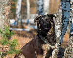 Собаки в других городах Московской области: Собаки щенки немецкой овчарки рабочего разведения Девочка, 80 000 руб. - фото 1