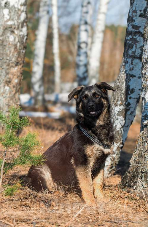 Собаки в других городах Московской области: Собаки щенки немецкой овчарки рабочего разведения Девочка, 80 000 руб. - фото 1