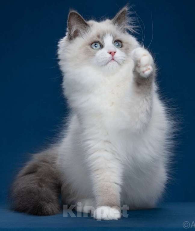 Кошки в Москве: Сибирские(Невские маскарадные) котята Девочка, 70 000 руб. - фото 4