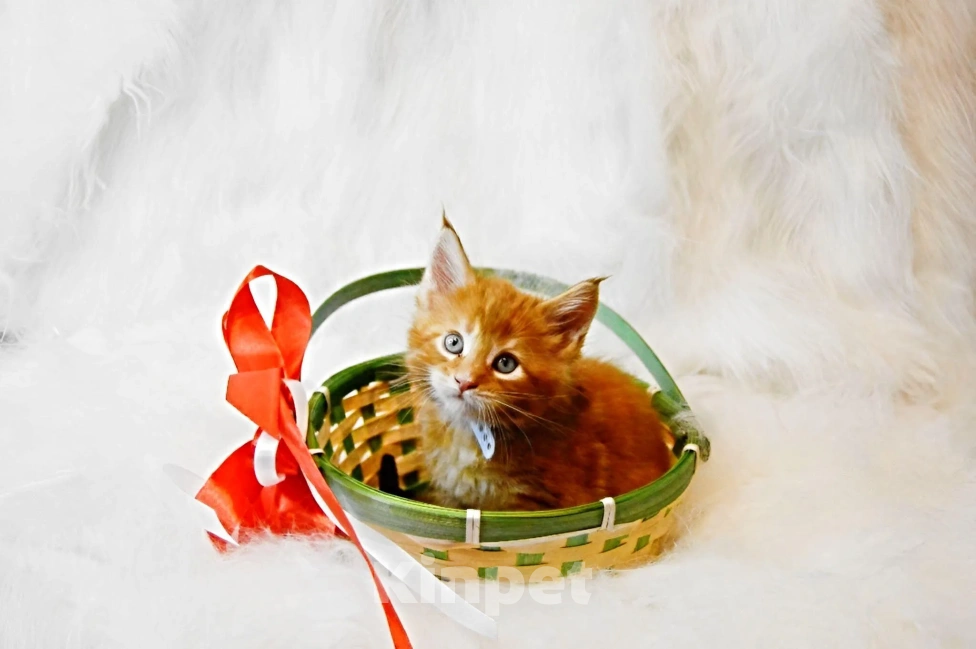 Кошки в Барнауле: котенок мейн кун  Мальчик, Бесплатно - фото 1