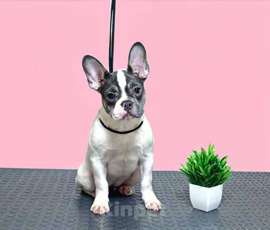 Собаки в Севастополе: Щенок французского бульдога Девочка, 35 000 руб. - фото 1