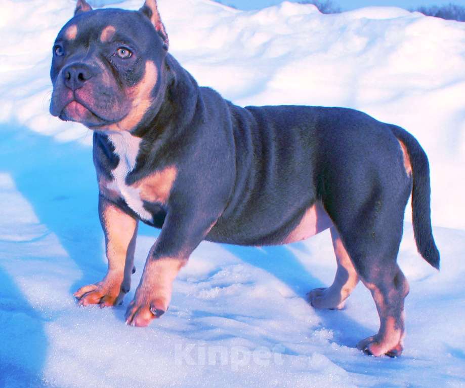 Собаки в Красноярске: Девочка-булли Девочка, 90 000 руб. - фото 7