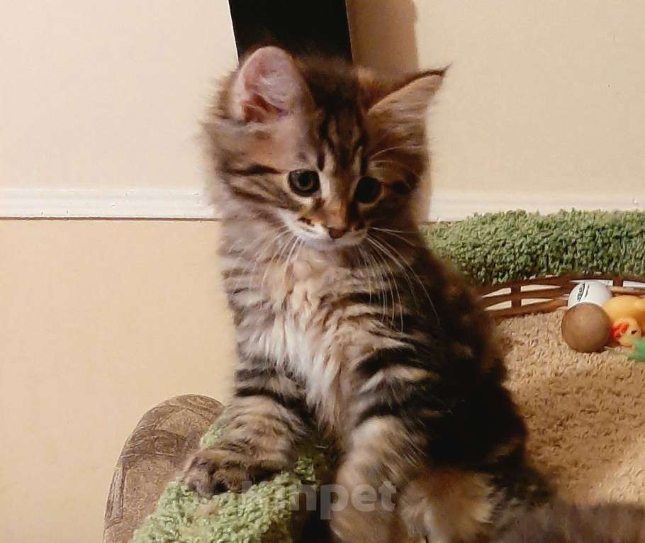 Кошки в Самаре: Продаётся котёнок породы курильский бобтейл Мальчик, 15 000 руб. - фото 1