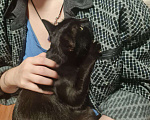Кошки в других городах Калужской области: Чёрная ласковая Маковка Девочка, Бесплатно - фото 2